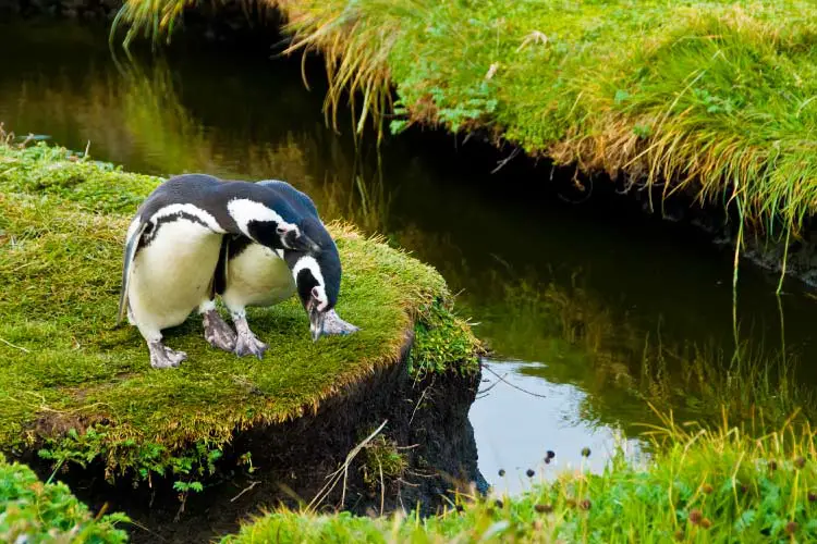 Magellanic Penguins, Punta Arenas
