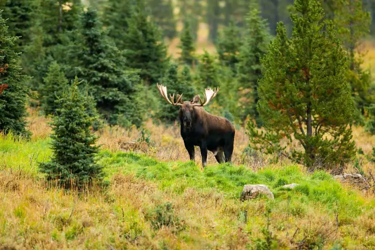 Male Western moose, Kananaskis, Alberta