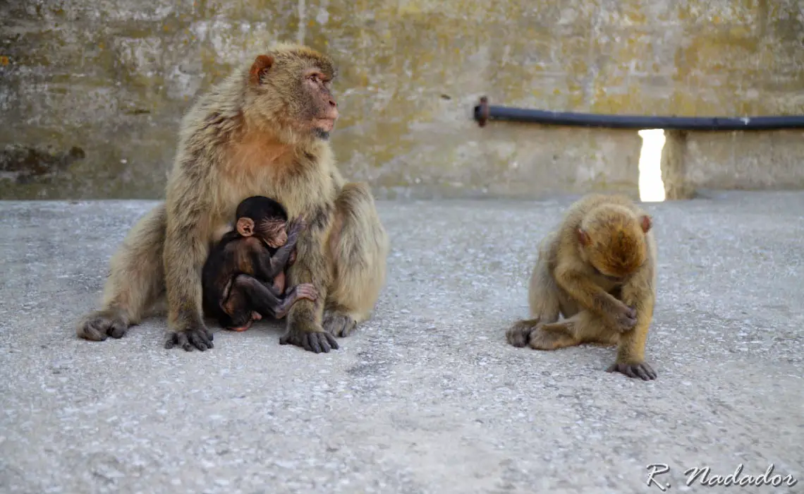 Monkeys in Gibraltar