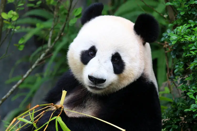 Panda Bear eating bamboo shoot in China