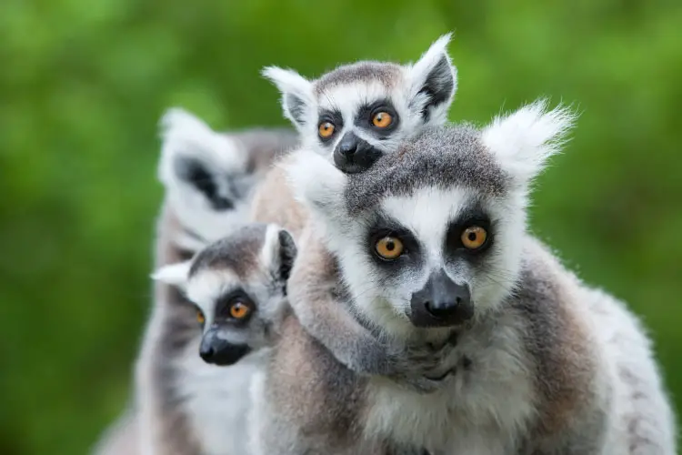 Ring-tailed Lemurs in Madagascar, one of the most biodiverse countries on earth