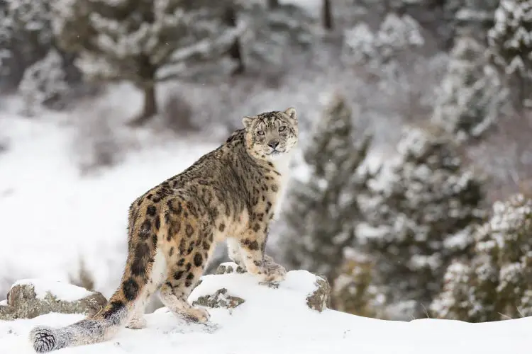 Snow Leopard