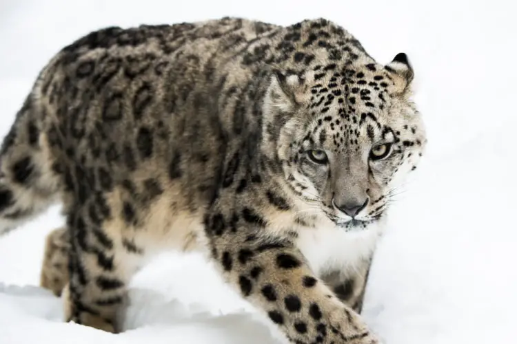 Snow Leopard