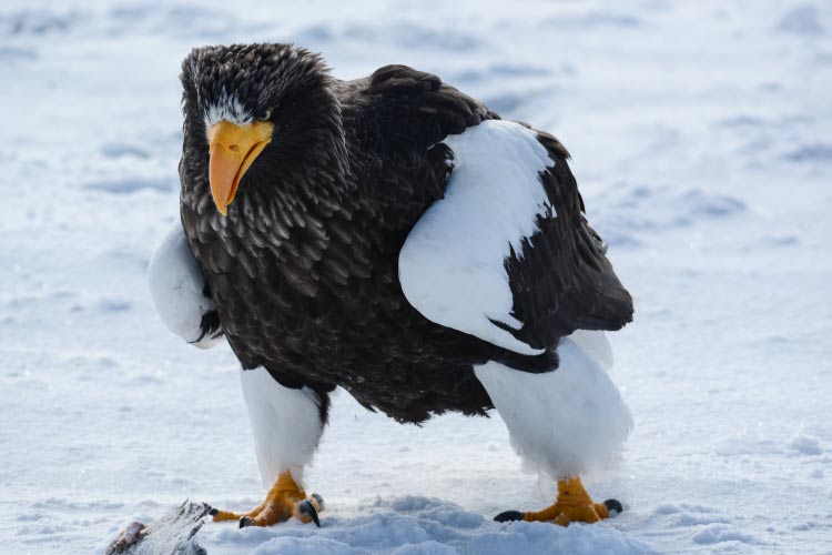 Steller's sea eagle in Shiretoko National Park