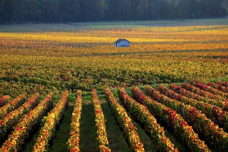 Vineyards near Savigny-les-Beaune, Burgundy