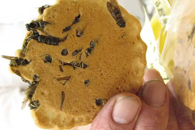 Wasp Cracker