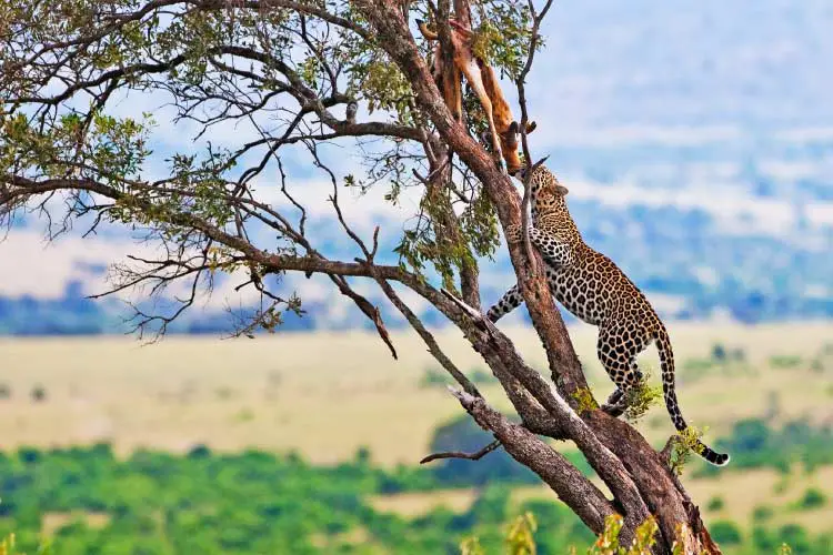 Wild leopard with its prey, an impala antelope on a tree in Maasai Mara, Kenya