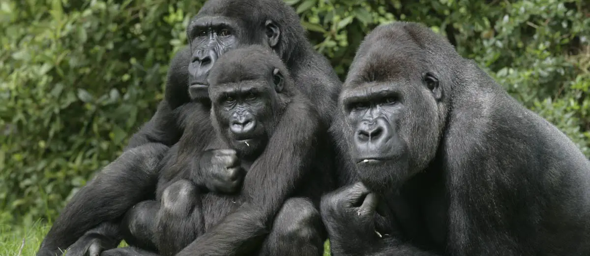 Gorilla trekking in Rwanda