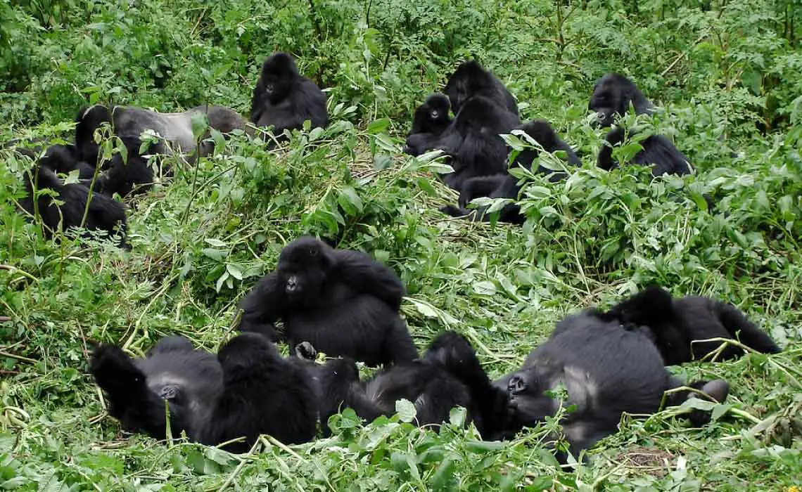 Gorilla Family - Gorilla trekking in Rwanda