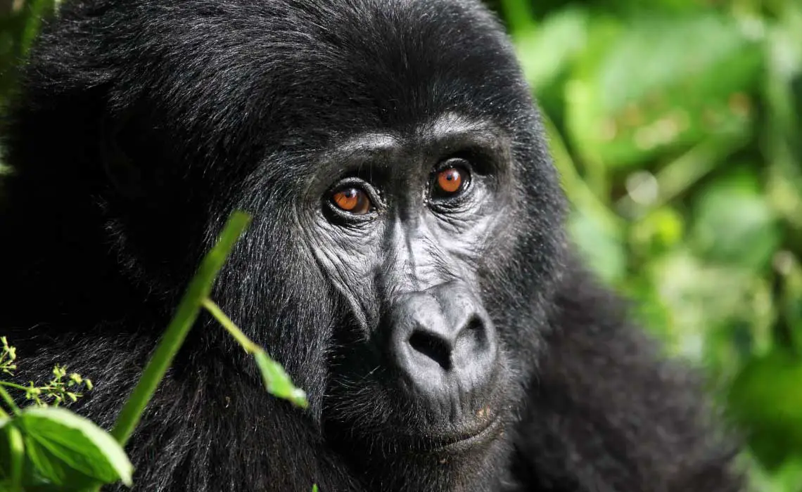 Gorilla in Rwanda