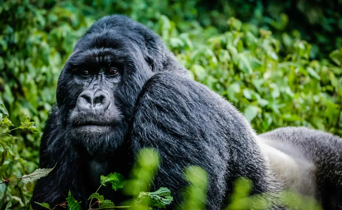 Lowland Silverback Gorilla in Rwanda