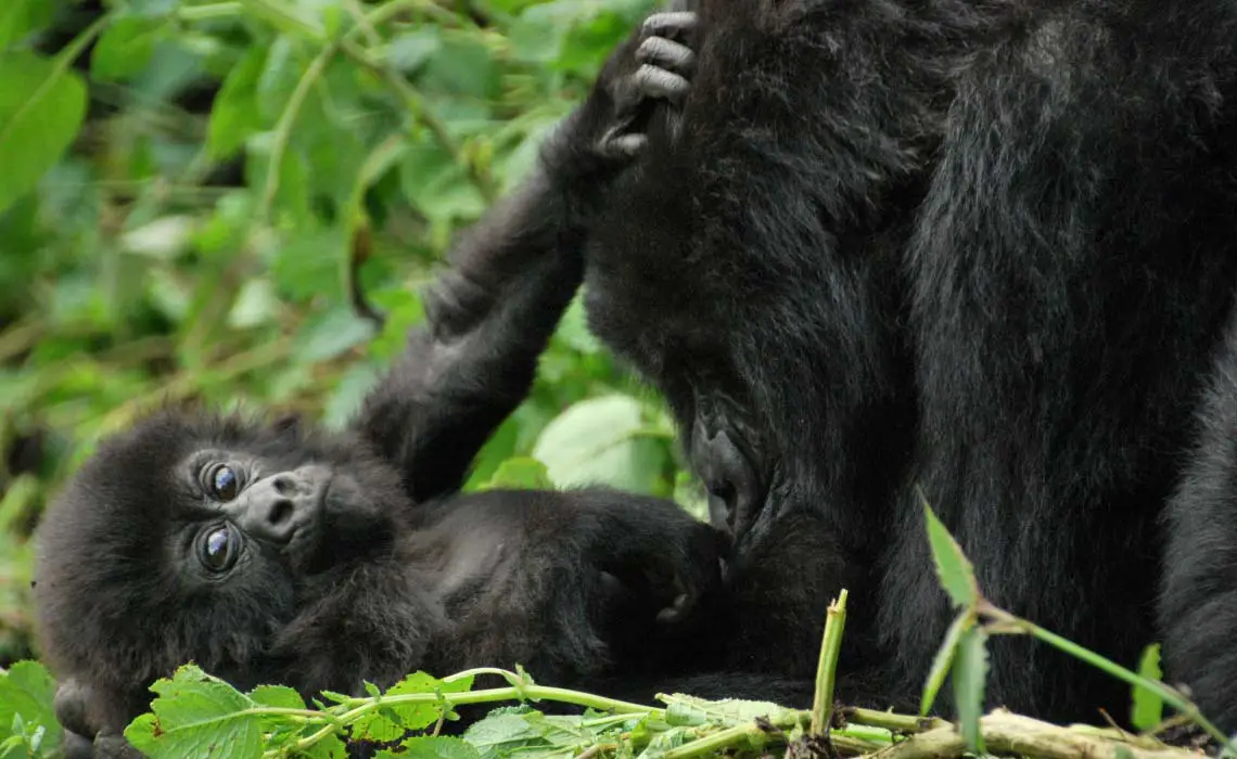 Mother and baby in Volcanoes National Park, Rwanda