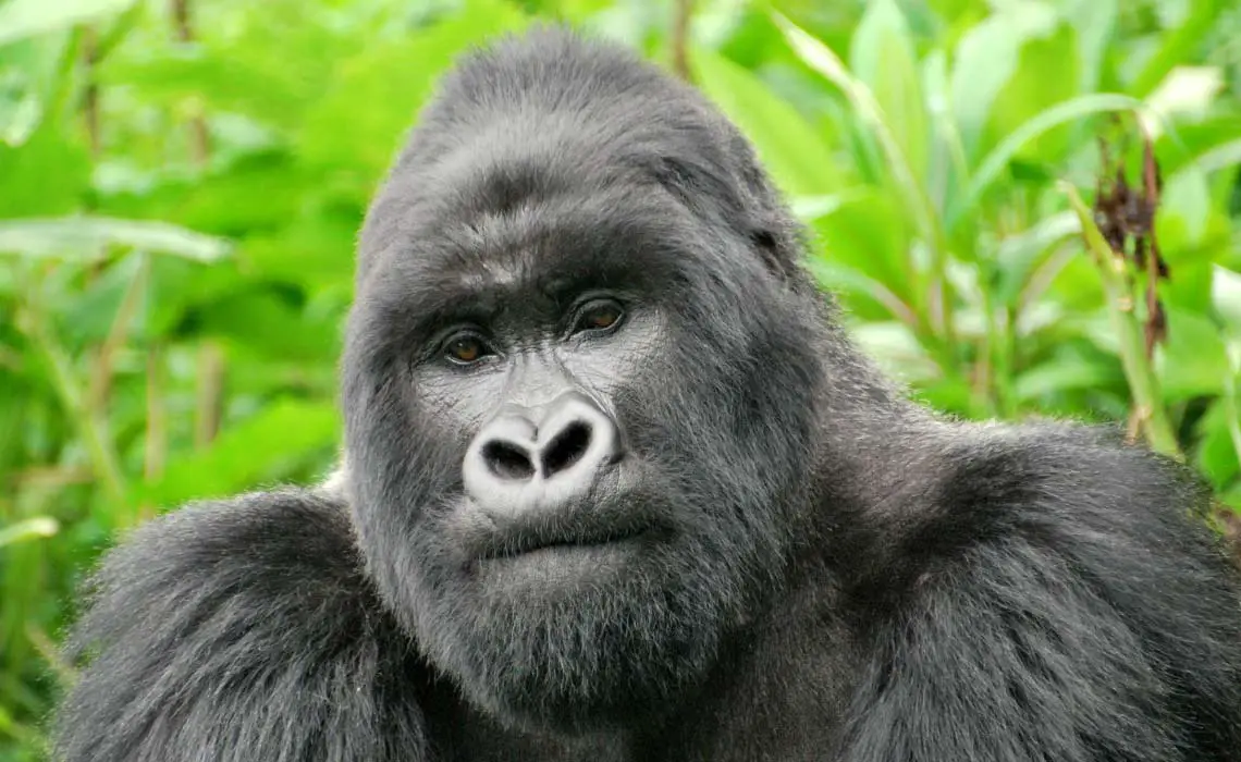 Silverback Gorilla in Volcanoes National Park, Rwanda