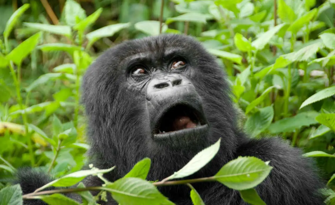 Gorilla trekking in Rwanda