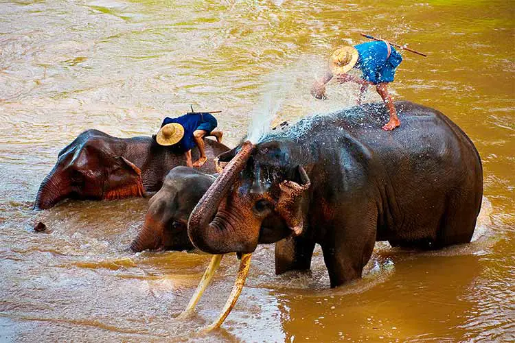 Elephant in Chiangmai Province, Northern Thailand