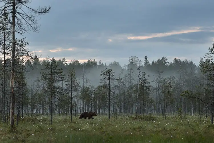 European Brown Bear in Finland