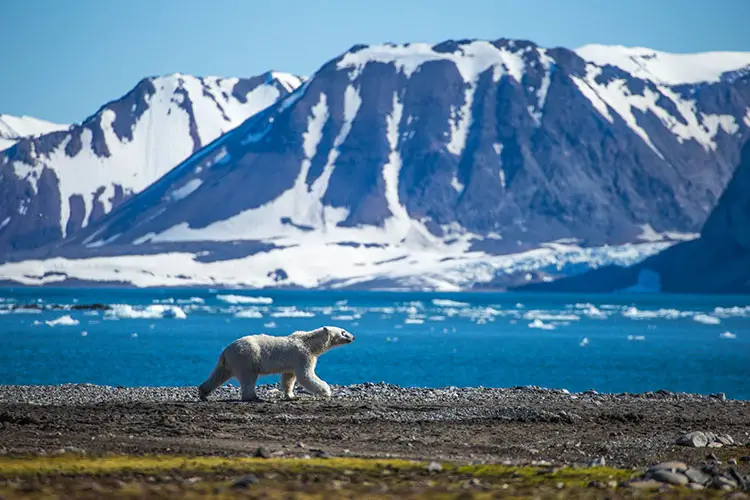 Polar Bear in South Spitsbergen