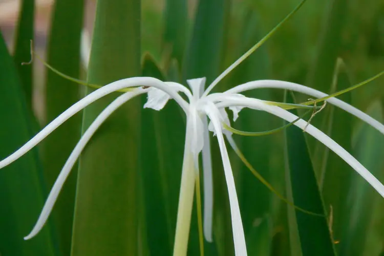 Spider Lily