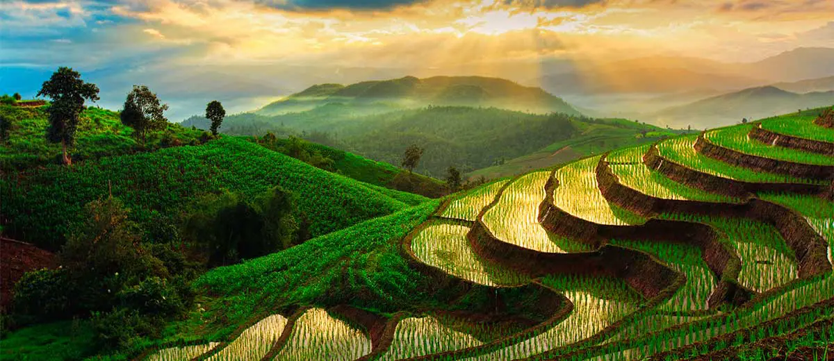 Terraced Rice Field in Chiangmai, Thailand