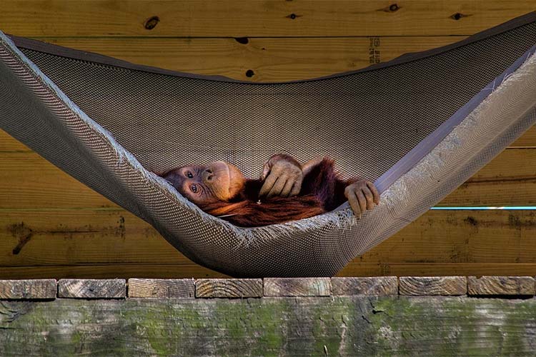 Bored Orangutan