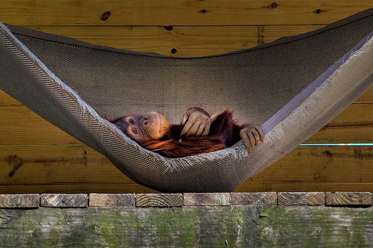 Bored Orangutan