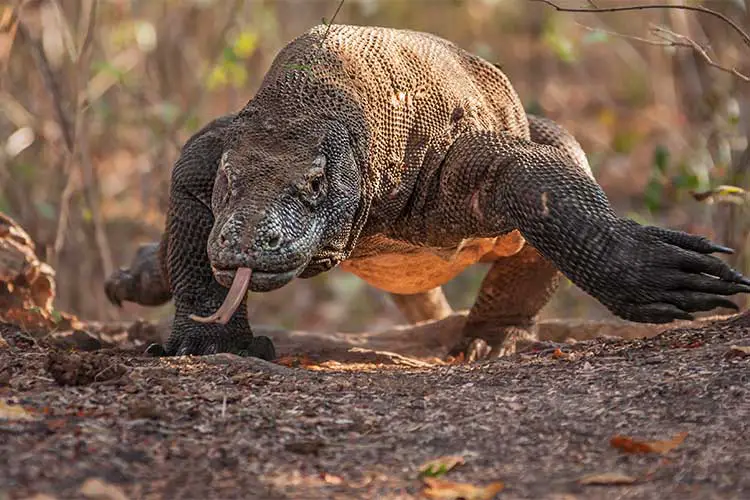 Komodo Dragon