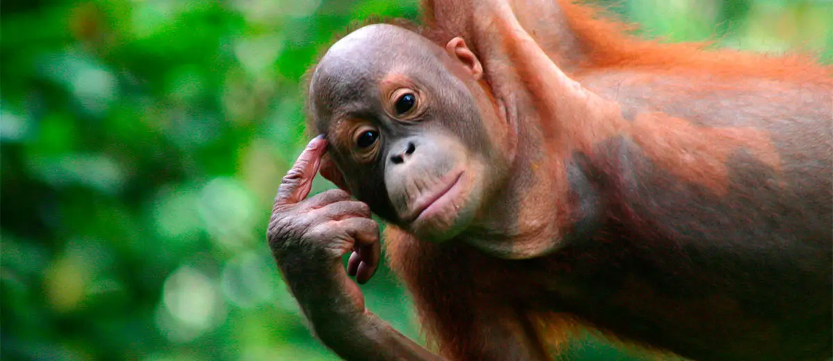 Sepilok Orangutan Center