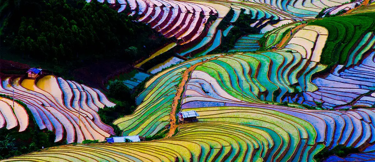 Terraced rice field in Vietnam