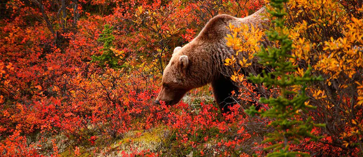 Alaskan Grizzly looking for food in autumn