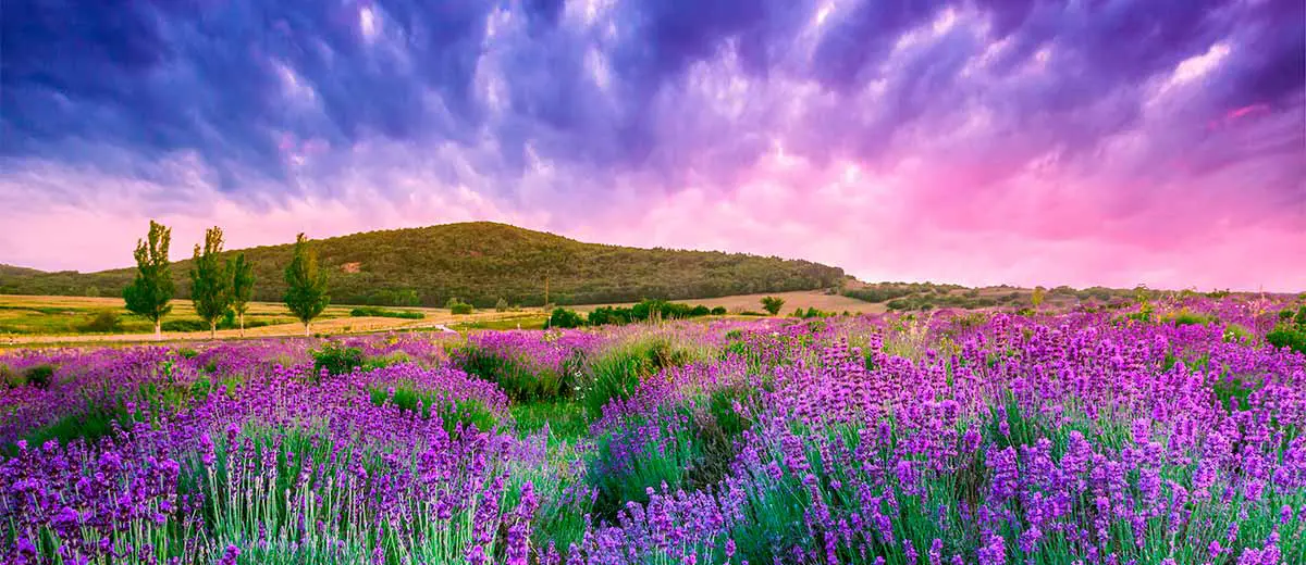 Sunset over a summer lavender field in Tihany, Hungary