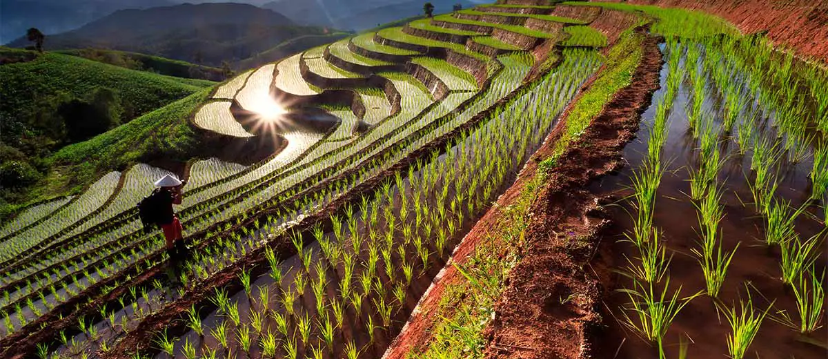Rice fields in Chiang Mai, Thailand