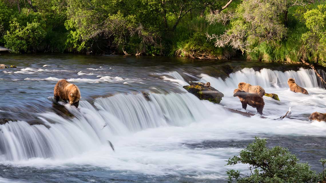 5 Brown Bears at Brooks Falls