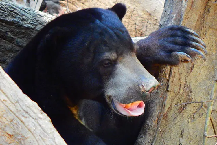 Borneo Sun Bear Conservation Centre