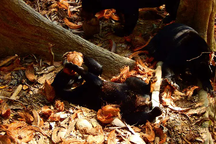 Borneo Sun Bear Conservation Centre