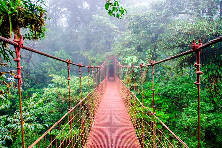 Bridge in Rainforest in Monteverde, Costa Rica