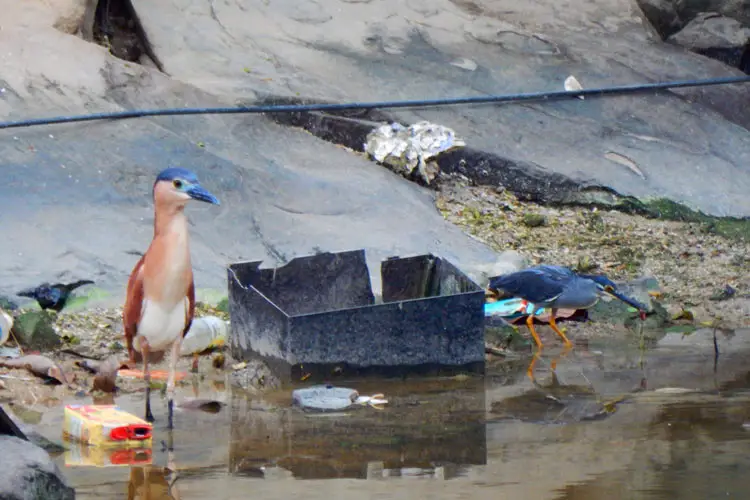 Brids foraging in litter in Thailand