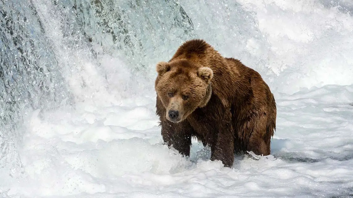 Brown Bear at Brook Falls