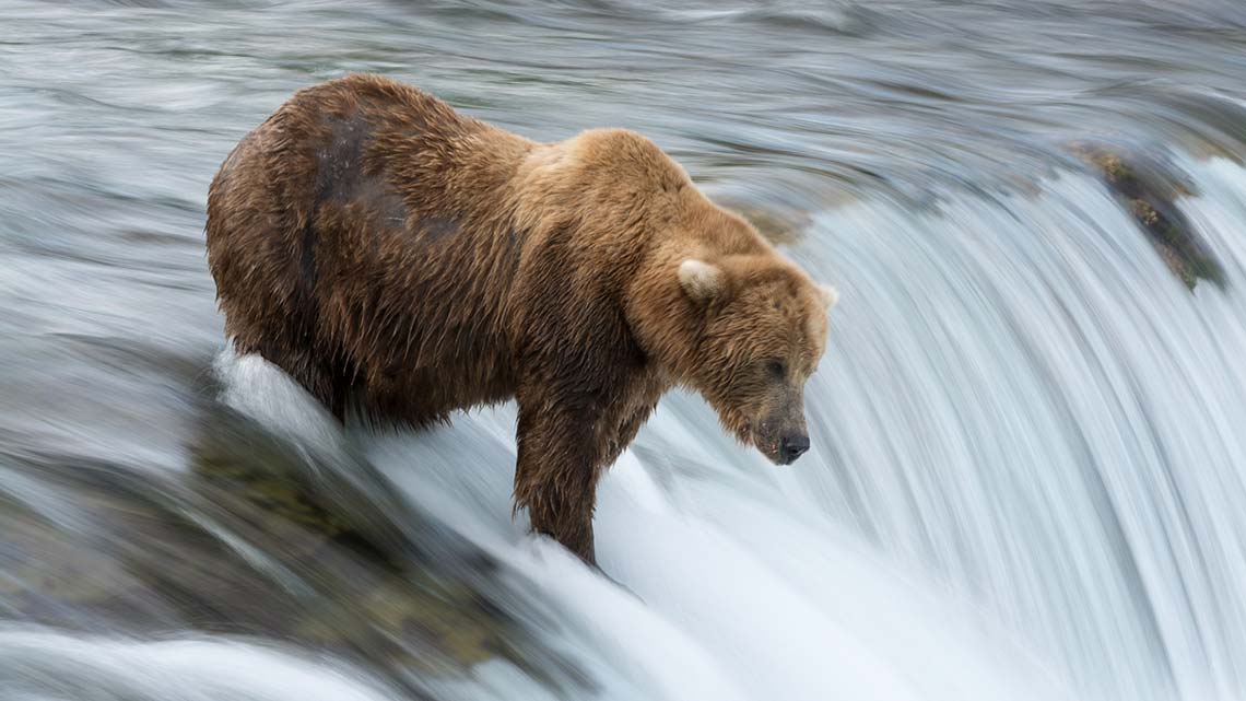 Brown Bear on Brook Falls