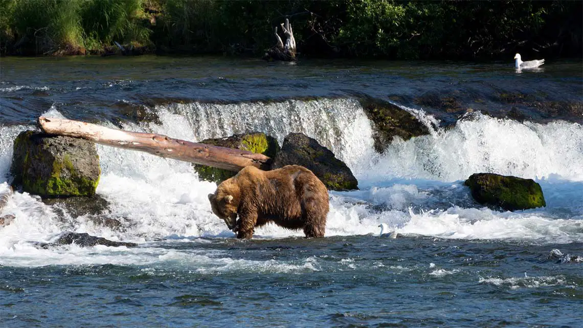 Brown Bears at Brook Falls