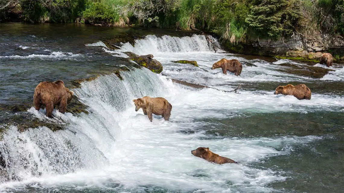 Brown Bears at Brooks Falls, Katmai National Park