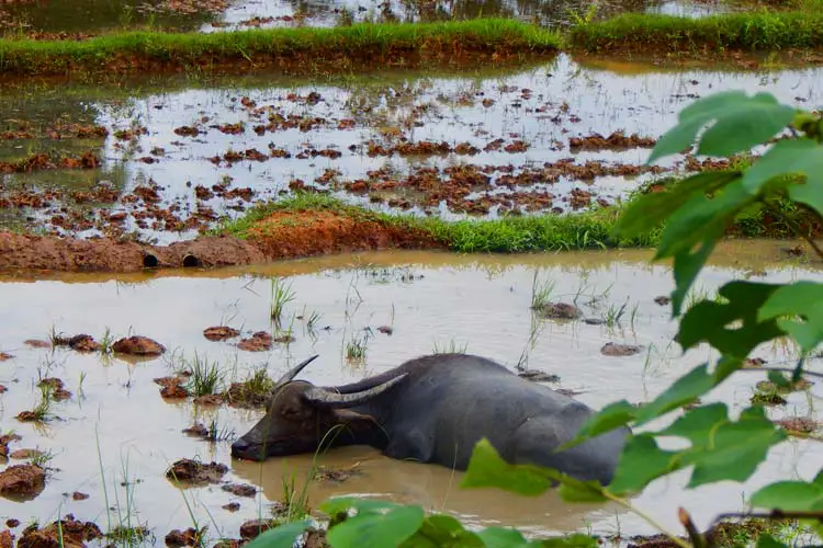 Buffalo cooling down in a Rice Paddy