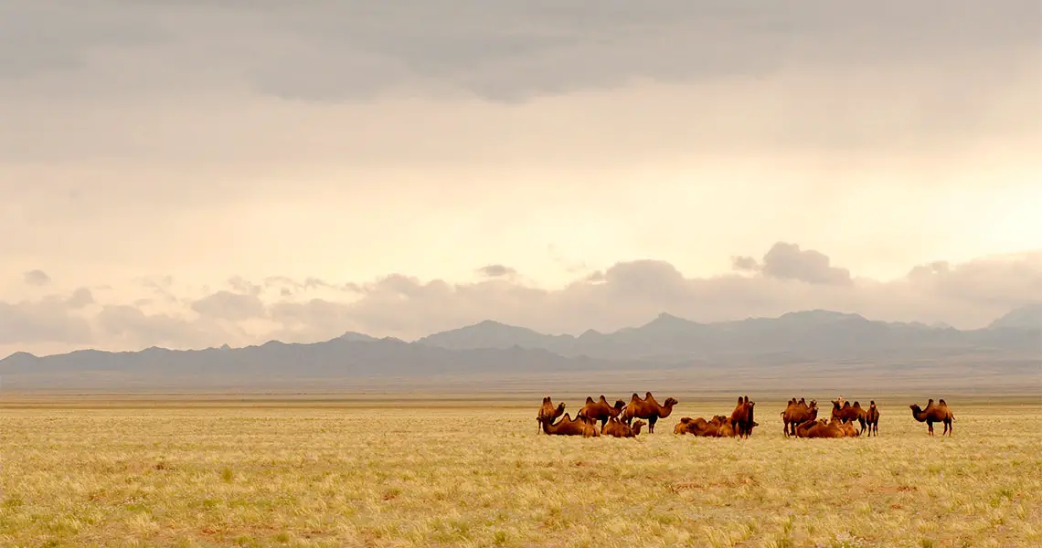 Camels in the Gobi Desert