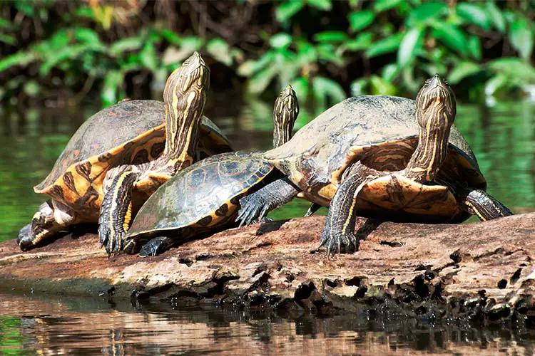 Common Slider Turtles in Tortuguero National Park, Costa Rica