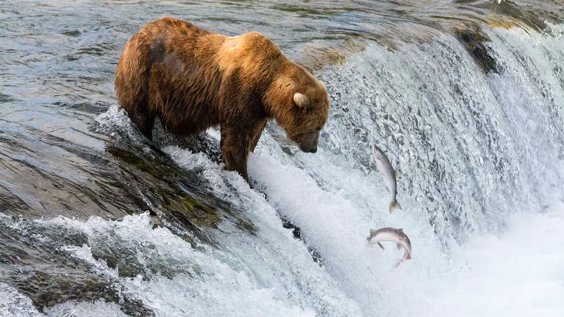 Fishing Brown Bear at Brooks Falls, Katmai National Park