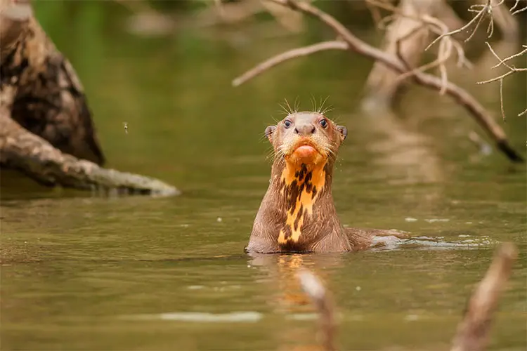 Giant Otter swims in the Amazon
