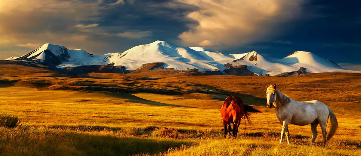 Grazing horses at sunset on the Ukok Plateau