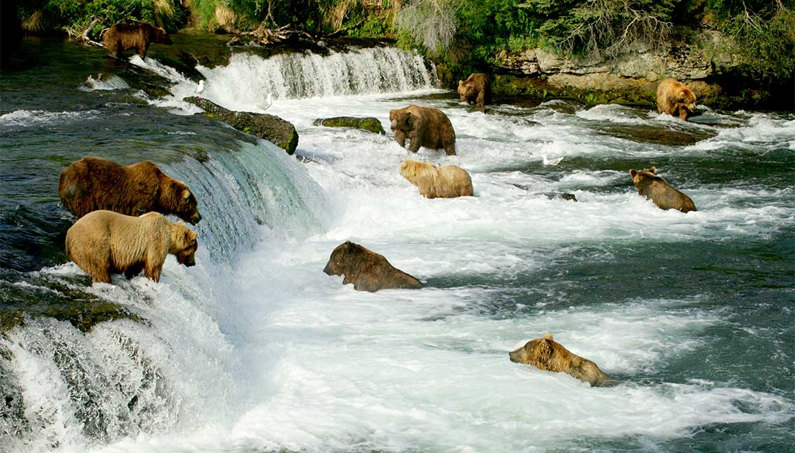 Web-Grizzly-Bears-Alaska