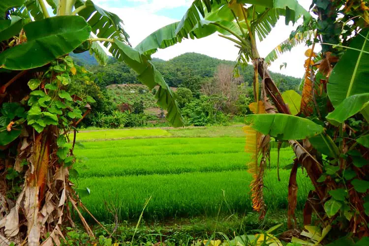 Lush Green Vegetation