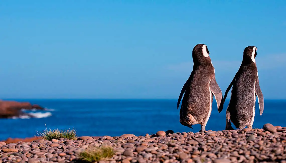 Magellanic Penguin, Argentina, Patagonia