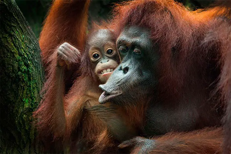 Orangutans in Borneo